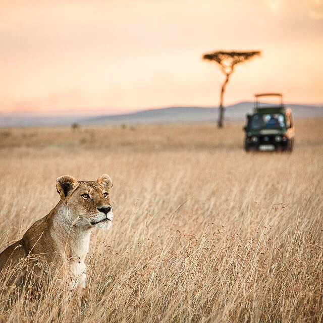 ©Matt Dayka - Maasai Mara, Kenya