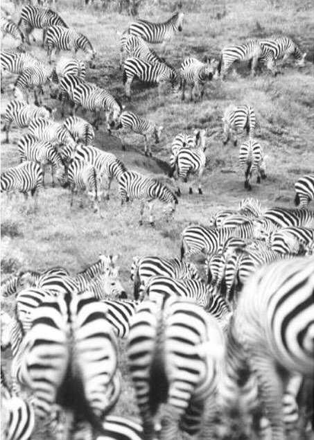 Ngorongoro Crater Zebra Crossing photo by lori ann graham