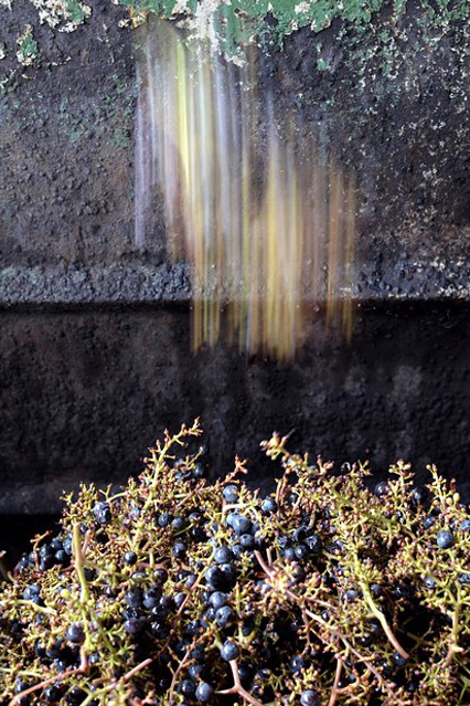 Stripped of its grapes, a cluster of stems drops onto the pile below, destined to be composted. Photo by Wayne Kelterer