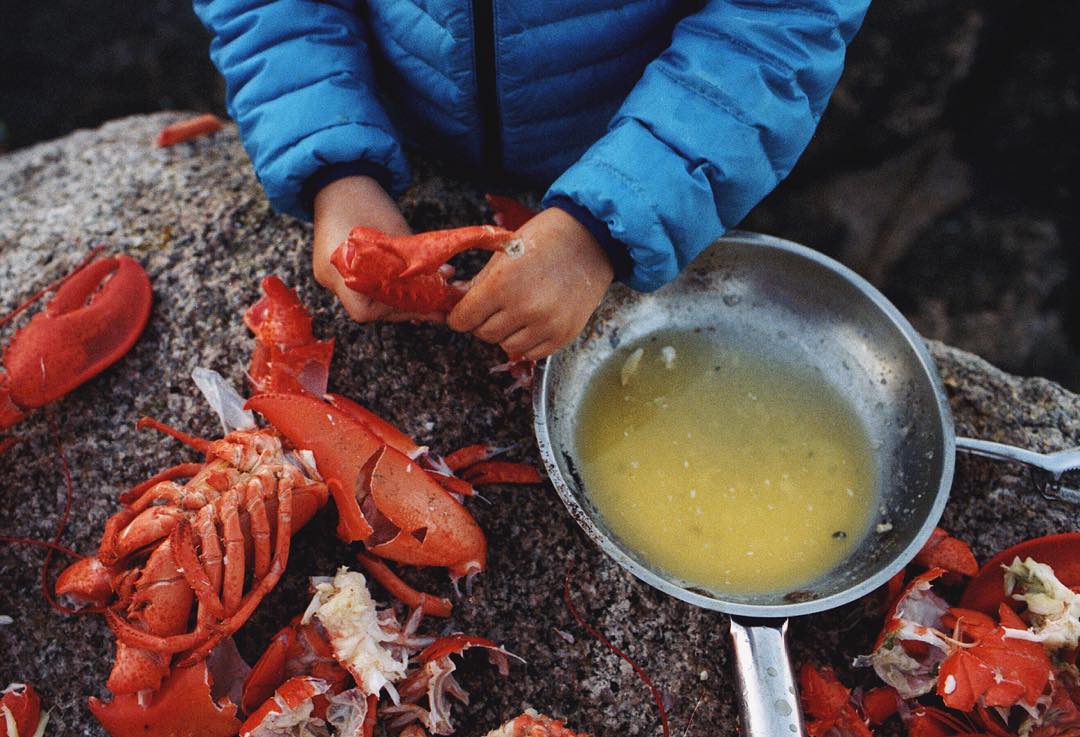 Homarus americanus. Photo by Jon Levitt