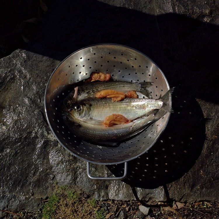 Field guide: Penobscot bay alewife (Alosa pseudoharengus). Photo by Jonathan Levitt