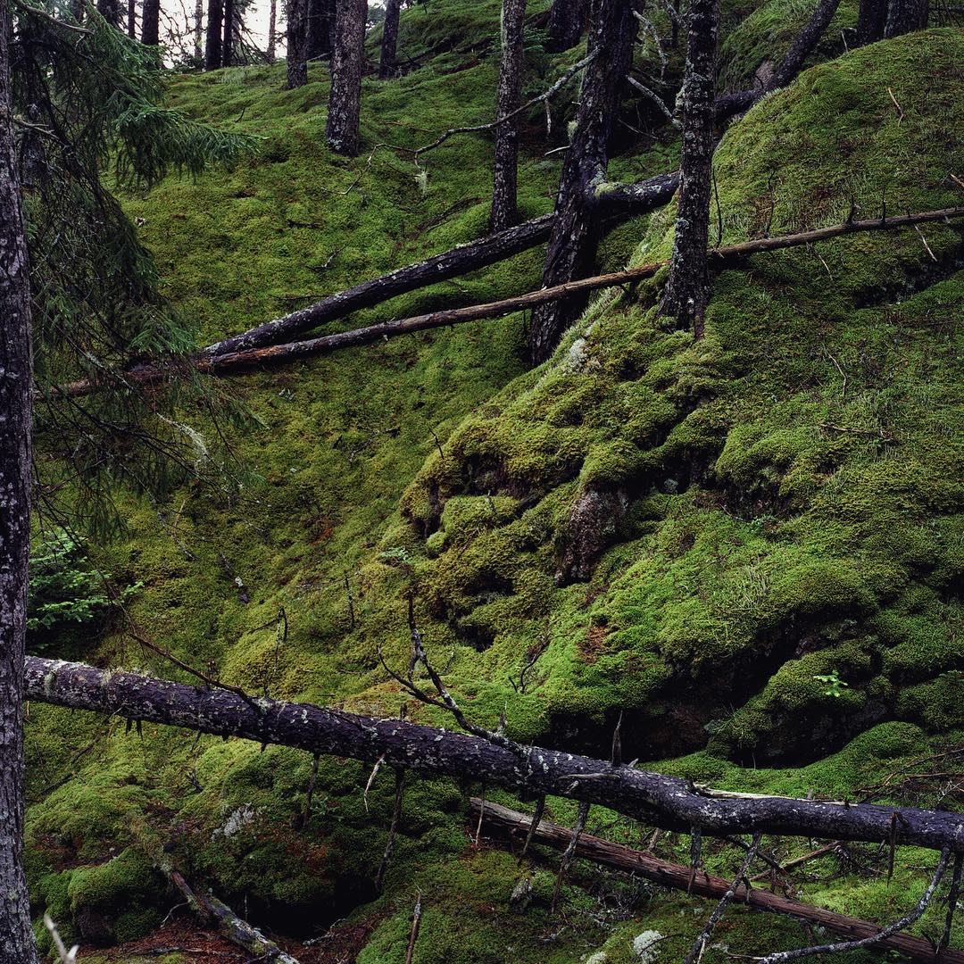 granite moss, deer isle archipelago. Photo by Jonathan Levitt