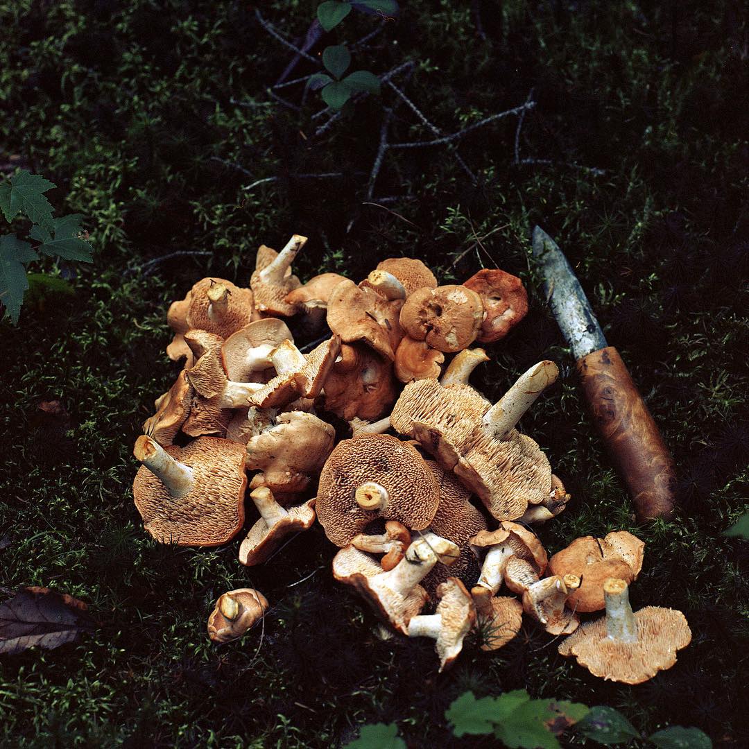 Hedgehogs (Hydnum repandum). Photo by Jonathan Levitt