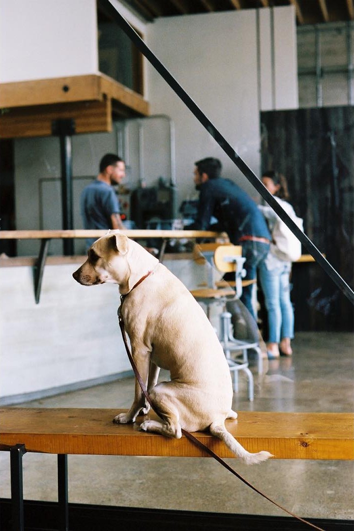 Dog waiting patiently at the coffee shop. Photo by kay cheon.