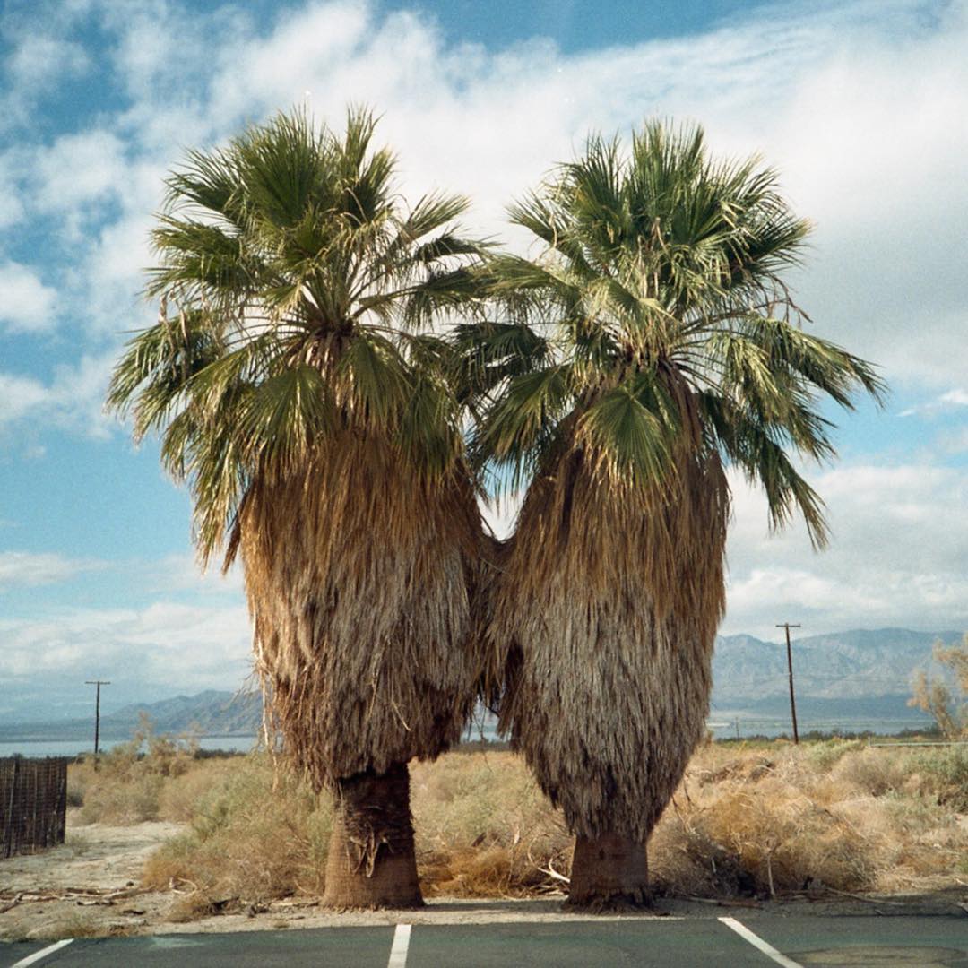 Two palm trees in a deserted parking lot. Bombay Beach, CA. 2014. Photo by Nick Korompilas