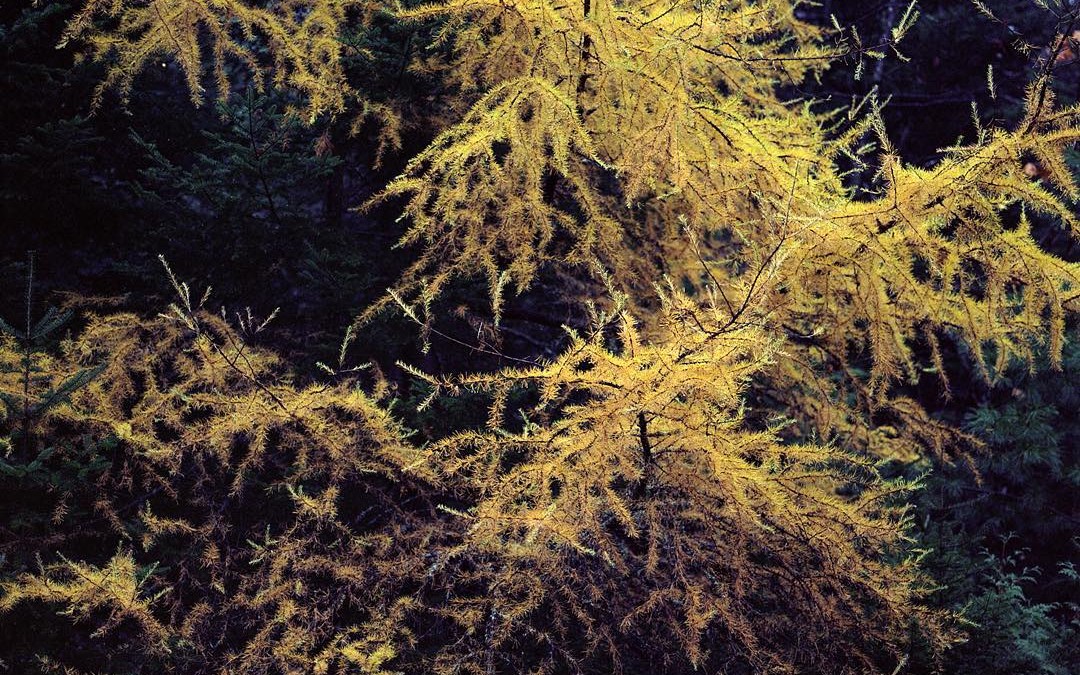 field guide: Penobscot bay Larch (Larix laricina). Photo by Jonathan Levitt