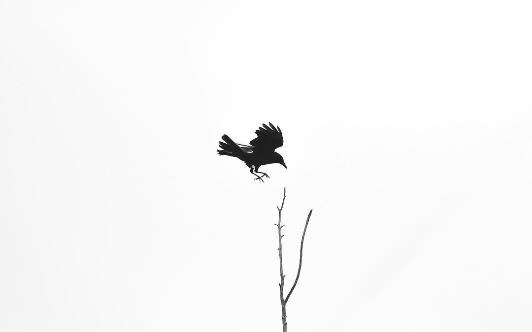 Summerland Crow photo by Erick Madrid