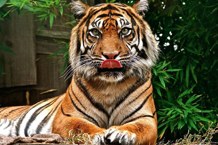 Tiger - Photo by Yensa Werth