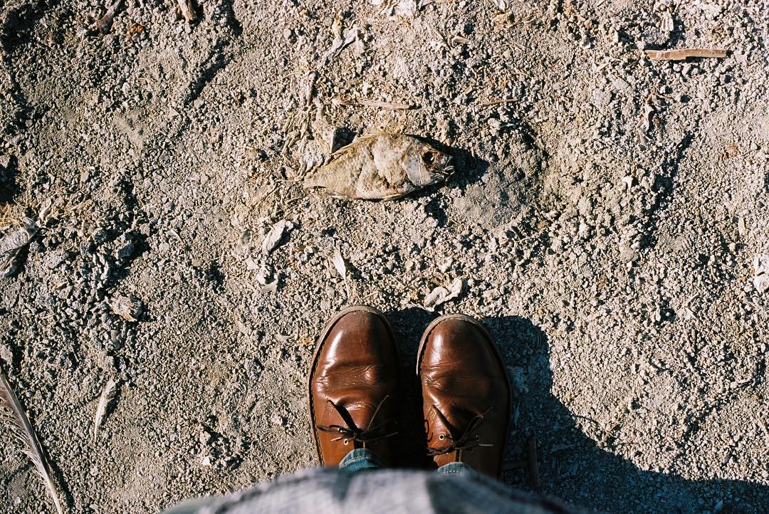 Don Brubaker - dead fish Salton Sea