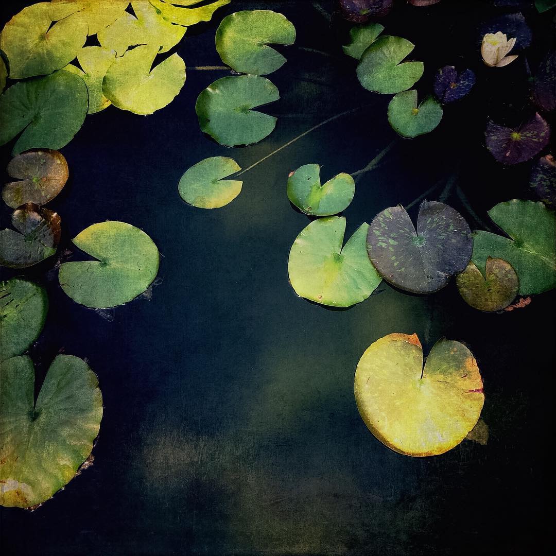 Image by Janet Reid - Photograph Your Love Instagram Takeover